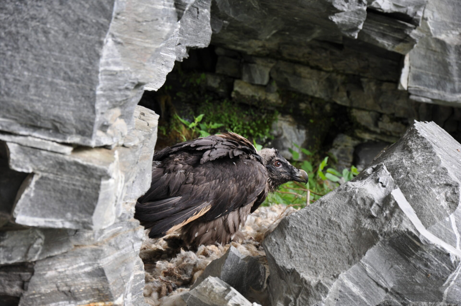 Bartgeiernachwuchs im Nationalpark hohe Tauern